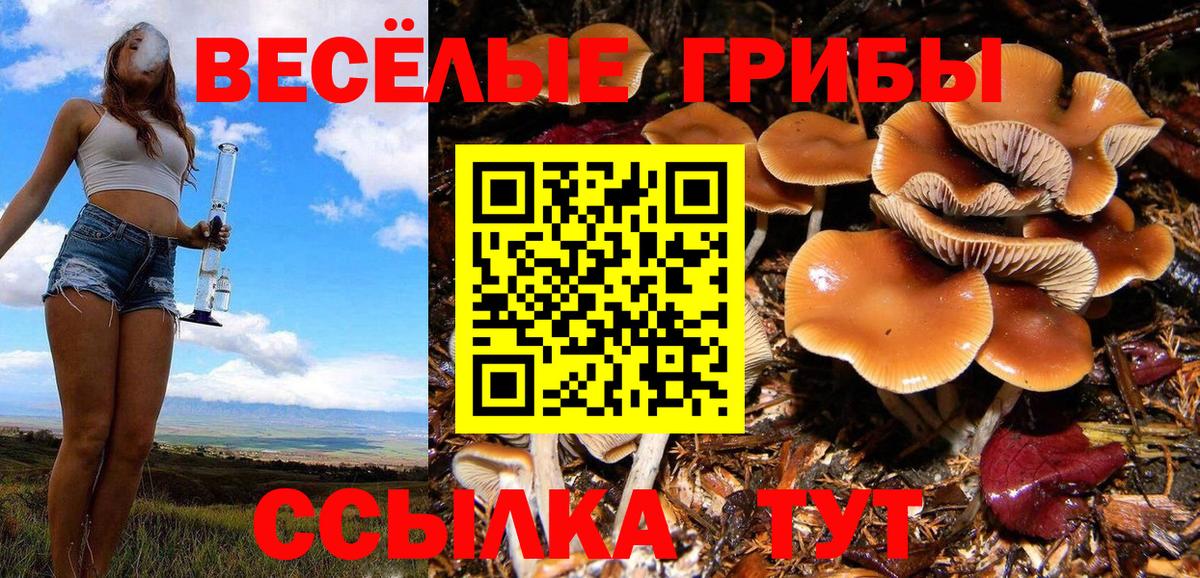 Псилоцибиновые грибы Cubensis  Канаш 